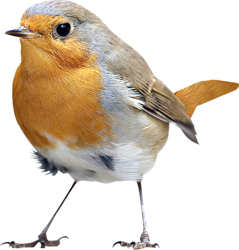 Bird