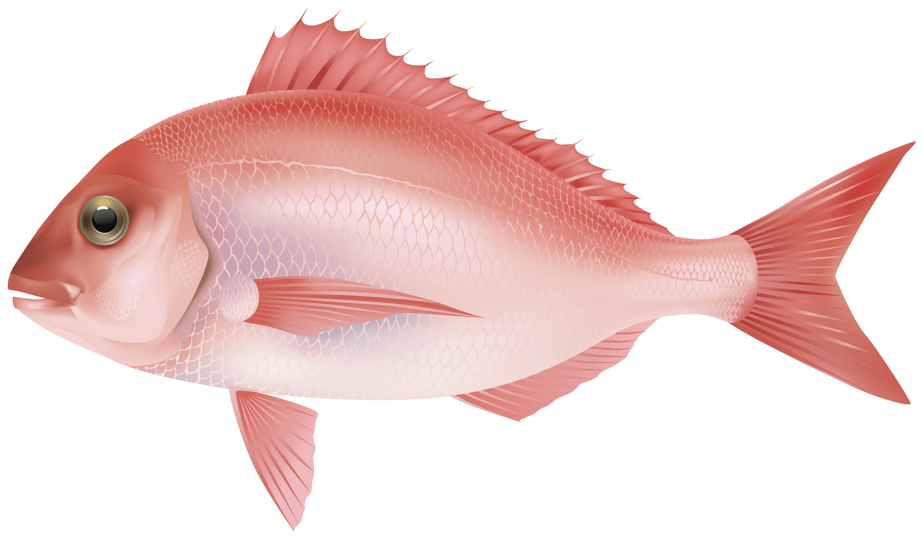 Fish